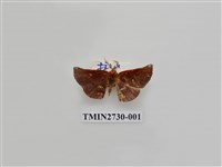 藏品(尺蛾285)的圖片